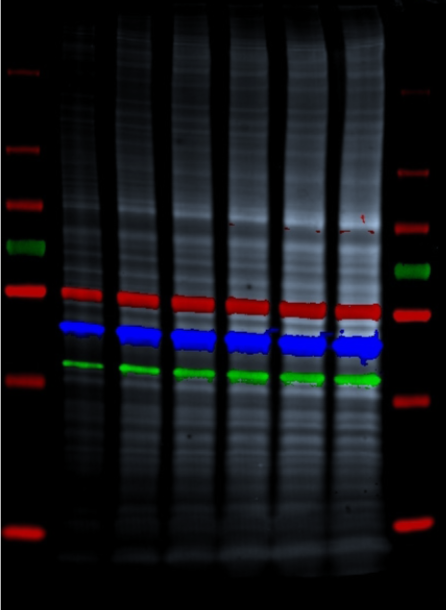 AZ-AZI30Q  Add 524 nm light source to Azure 300