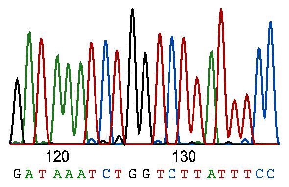 BB-SS01 DNA Sequencing (Standard service)