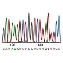 BB-SS02 DNA Sequencing (PCR clean up)