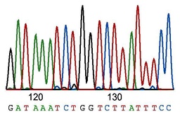 [BB-SS01] BB-SS01 Standard Sanger Sequencing